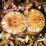 Ensis ensis